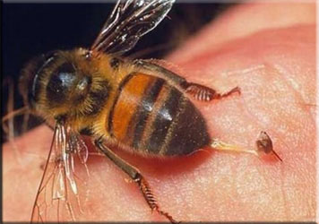 Жало пчелы после укуса