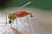 Чем опасен укус малярийного комара