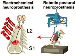 Крыса с травмой спинного мозга подвешена к манипулятору робота