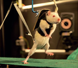 Крыса с травмой спинного мозга подвешена к манипулятору робота