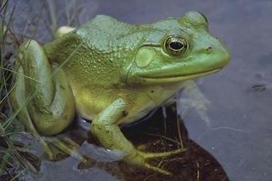 Отличие жабы от лягушки