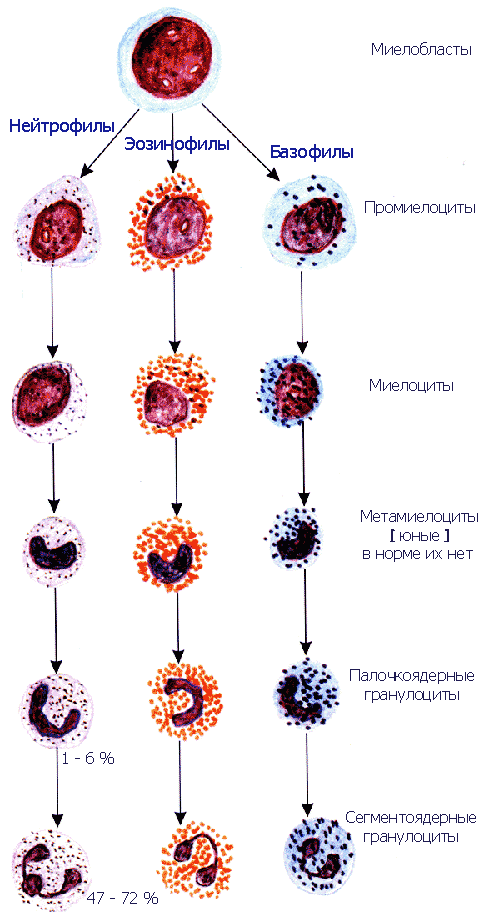 этапы развития гранулоцитов