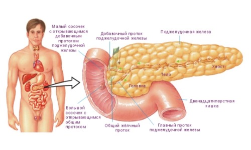 Схема поджелудочной железы