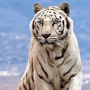 к чему снится белый тигр?