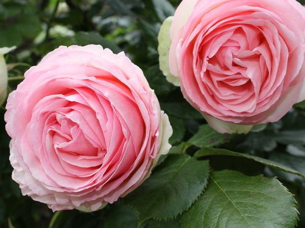роза Пьер де Ронсар или Эден Роуз 