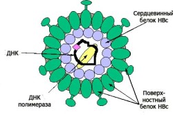Структура антигена вируса гепатита В (HBsA)