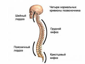 Виды искривления позвоночника