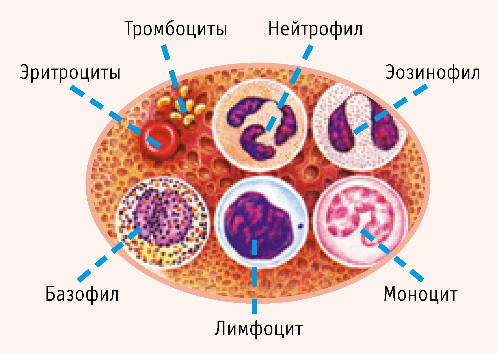 Строение крови