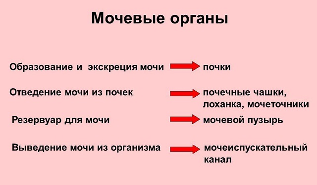 Мочевые органы