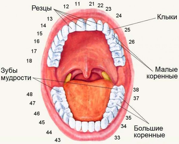 Схема расположения зубов человека