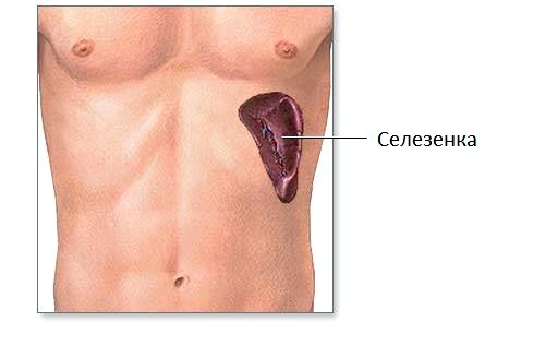 Где находится селезенка
