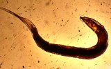 Стронгилоидоз (кишечная угрица - круглый червь)