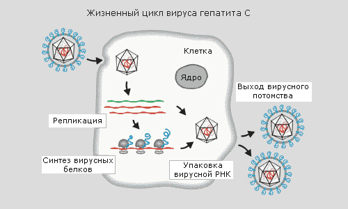 Жизненный цикл вируса гепатита С