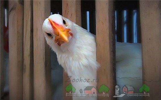 Курица белая выглядывает фото