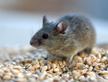 Отравление крысиным ядом