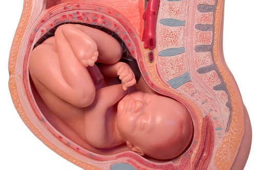 placenta-baby