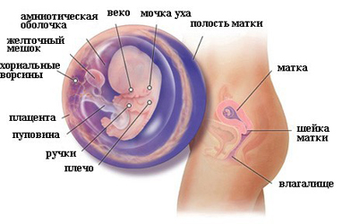 Ребенок на 8 недели беременности