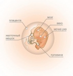Восьмая неделя беременности