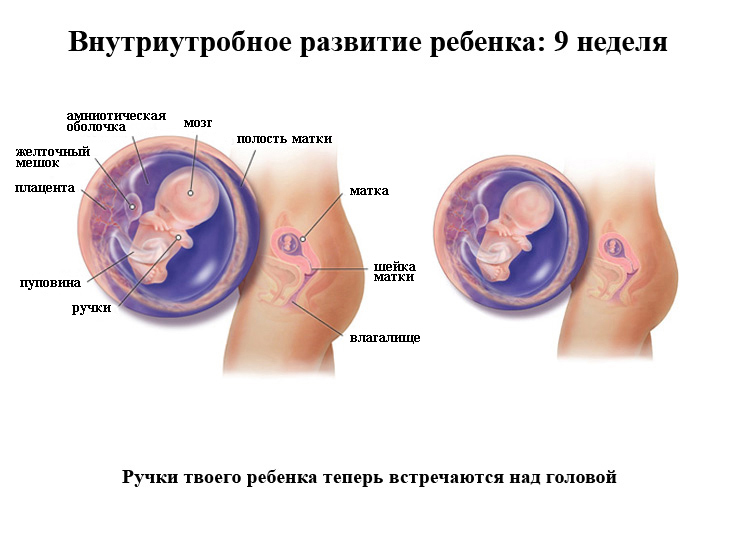 внутриутробное-развитие-ребенка-на-девятой-неделе-фото