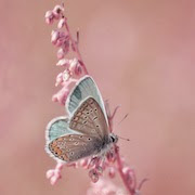 Сонник бабочка