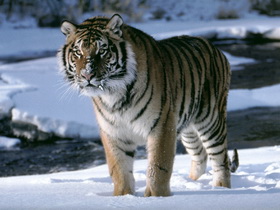 Тигр сонник