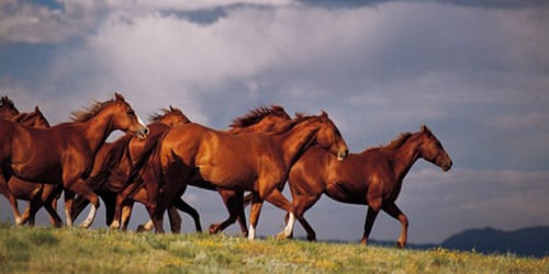 табун лошадей